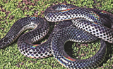 Pune: New snake species discovered in Western Ghats